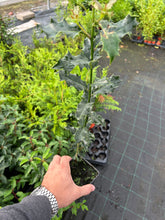 Load image into Gallery viewer, 10 Holly Hedging Plants - Ilex Aquifolium Alaska - Evergreen - apx 25-35cm in Pots