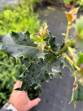 Load image into Gallery viewer, 25 Holly Hedging Plants - Ilex Aquifolium Alaska - Evergreen - apx 25-35cm in Pots