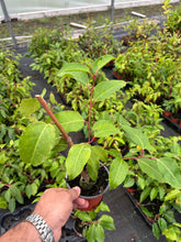 Load image into Gallery viewer, 10 Portugal Portuguese Laurel (Seconds) Hedging in Pots apx 15-20cm tall Prunus Lusitanica