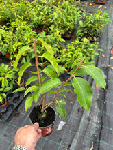 Load image into Gallery viewer, 10 Portugal Portuguese Laurel (Seconds) Hedging in Pots apx 15-20cm tall Prunus Lusitanica
