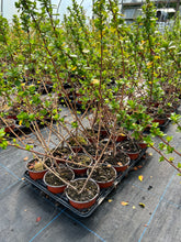 Load image into Gallery viewer, 10 Escallonia 'Pride of Donard' (Seconds) Hedging 10.5cm Pots apx 35-50cm Tall