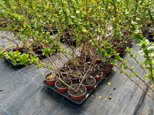 Load image into Gallery viewer, 10 Escallonia 'Pride of Donard' (Seconds) Hedging 10.5cm Pots apx 35-50cm Tall