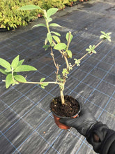 Load image into Gallery viewer, 2 Buddleia davidii 'Black Knight' Apx 20cm Tall - 10.5cm Pots Buddleja Butterfly Bush