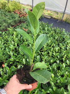 20 Cherry Laurel Hedging apx 25-35cm in Pots - Great Quality