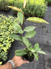 Load image into Gallery viewer, 10 Elaeagnus ebbingei apx 20-30cm Tall - Evergreen Hedging - Green Silver Leaves