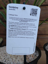 Load image into Gallery viewer, 4 Cordyline australis Evergreen Palm - approx 40-60cm tall in a 2L Pot