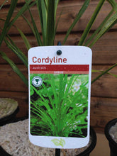 Load image into Gallery viewer, 4 Cordyline australis Evergreen Palm - approx 40-60cm tall in a 2L Pot