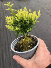 Load image into Gallery viewer, 15 Common Box Hedging - approx 15-20cm Tall in Pots Buxus Sempervirens