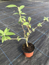 Load image into Gallery viewer, 2 Buddleia davidii 'Empire Blue' - 40cm Tall - 10.5cm Pots Buddleja Butterfly Bush