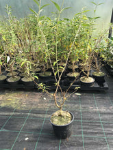 Load image into Gallery viewer, 3 Buddleia 'White Profusion' (Seconds) in 2L Pots 2-3ft Tall Buddleja Butterfly Bush
