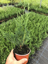 Load image into Gallery viewer, 50 Green Leylandii / Leyland Cypress Hedging apx 30-45cm Tall