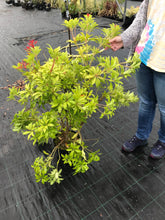 Load image into Gallery viewer, 1 Pieris &#39;Forest Flame&#39; Shrub - Mature Plant - 2-3ft - 5 Litre Pot - 4yrs Old
