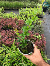 Load image into Gallery viewer, 10 Berberis Darwinii Darwins Barberry Evergreen Shrub Orange Flowers 10.5cm Pots