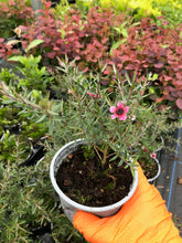 Load image into Gallery viewer, 2 Tea Tree Plants - Leptospermum scoparium 'Martini' - Red/Pink in Pots