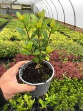 Load image into Gallery viewer, 3 Azalea 'Orange Beauty' - Shrub - Evergreen - 10.5cm Pots