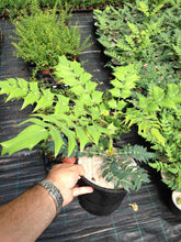 Load image into Gallery viewer, 1 Mahonia x media 'Charity' - Winter Flowering Shrub 2L Pots