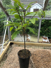 Load image into Gallery viewer, 1 Sweet Chestnut Trees - Apx 40-60cm - Castanea Sativa - Edible Nuts - 3L Pot