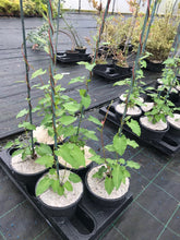 Load image into Gallery viewer, 1 Russian Vine Climber - Fallopia baldschuanica - Mile a Minute - 2-3ft Tall