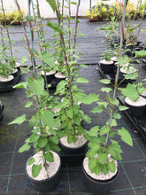 Load image into Gallery viewer, 3 Russian Vine Climber - Fallopia baldschuanica - Mile a Minute - 2-3ft Tall
