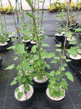 Load image into Gallery viewer, 3 Russian Vine Climber - Fallopia baldschuanica - Mile a Minute - 2-3ft Tall