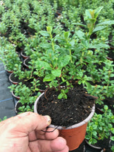 Load image into Gallery viewer, 10 Escallonia 'Apple Blossom' Hedging Pink Flowers - 10.5cm Pots apx 30-45cm Tall