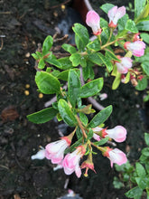 Load image into Gallery viewer, 50 Escallonia 'Apple Blossom' Hedging Pink Flowers - 10.5cm Pots apx 30-45cm Tall