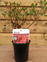 Load image into Gallery viewer, 5 Mixed Shrubs - Well Established in Pots - Great Value - 10.5cm Pots