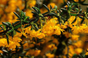 25 Berberis Darwinii Darwins Barberry Evergreen Shrub Orange Flowers 10.5cm Pots