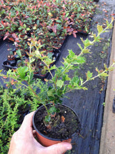 Load image into Gallery viewer, 15 Berberis Darwinii Darwins Barberry Evergreen Shrub Orange Flowers 10.5cm Pots