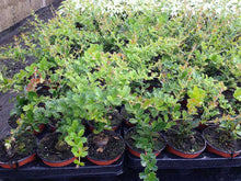 Load image into Gallery viewer, 15 Berberis Darwinii Darwins Barberry Evergreen Shrub Orange Flowers 10.5cm Pots