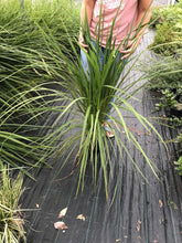 Load image into Gallery viewer, 1 Cordyline australis Evergreen Palm (SECONDS) - approx 2-3ft (60-90cm) tall