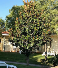 Load image into Gallery viewer, Magnolia grandiflora 'Little Gem' (Seconds) - Evergreen 2-3ft (60-90cm) 3L Pot