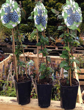 Load image into Gallery viewer, 2 Thornless Blackberry Plants - 40-60cm Tall - 2L Pot - Rubus Fruticosus