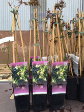 Load image into Gallery viewer, 1 Thornless Blackberry Plants - 40-60cm Tall - 2L Pot - Rubus Fruticosus