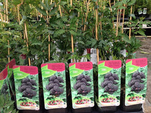 Load image into Gallery viewer, 1 Thornless Blackberry Plants - 40-60cm Tall - 2L Pot - Rubus Fruticosus