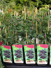 Load image into Gallery viewer, 2 Thornless Blackberry Plants - 40-60cm Tall - 2L Pot - Rubus Fruticosus