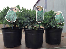 Load image into Gallery viewer, 3 Blue Star Juniper Juniperus squamata 2L Pots