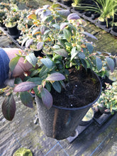Load image into Gallery viewer, 1 Blueberry Plant - 3L Pots - 'Blue Pearl'  High Yield - Self-Fertile - Late Summer
