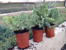 Load image into Gallery viewer, blue Star