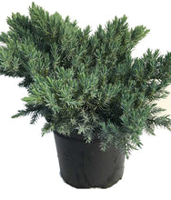 Load image into Gallery viewer, 2 Blue Star Juniper Juniperus squamata 2L Pots