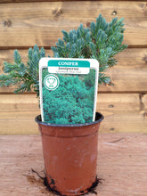 Load image into Gallery viewer, 5 Mixed Shrubs - Well Established in Pots - Great Value - 10.5cm Pots