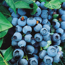 Load image into Gallery viewer, 3 Blueberry Plants - &#39;Bluecrop&#39; - apx 30-45cm - High Yield - Self-Fertile - 2 Litre Pots

