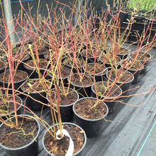 Load image into Gallery viewer, 1 Blueberry Plants - Big 2L Pots - 'Bluecrop'  High Yield - Self-Fertile 30-45cm Tall