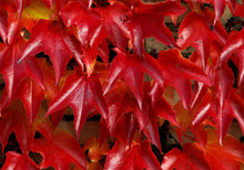 Load image into Gallery viewer, 2 Boston Ivy Climbing Plants 2-3ft Tall Parthenocissus tricuspidata Veitchii