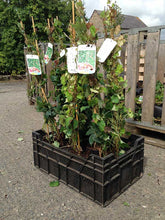 Load image into Gallery viewer, 1 Boston Ivy Climbing Plants 2-3ft Tall Parthenocissus tricuspidata Veitchii