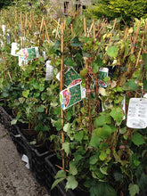 Load image into Gallery viewer, 2 Boston Ivy Climbing Plants 2-3ft Tall Parthenocissus tricuspidata Veitchii