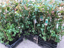 Load image into Gallery viewer, 1 Boston Ivy Climbing Plants 2-3ft Tall Parthenocissus tricuspidata Veitchii