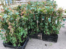 Load image into Gallery viewer, 1 Boston Ivy Climbing Plants 2-3ft Tall Parthenocissus tricuspidata Veitchii