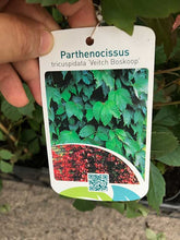 Load image into Gallery viewer, 1 Boston Ivy Climbing Plants 2-3ft Tall Parthenocissus tricuspidata Veitchii