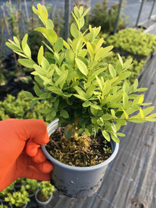 25 Common Box Hedging - approx 15-20cm Tall in Pots Buxus Sempervirens